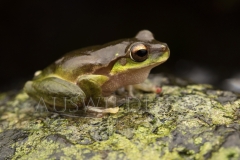 Pearson's Tree Frog  (Litoria pearsoniana). At night in stream with flowing water..  Cunningham's Gap, Queensland  Australia.  Cons. Status:  nil