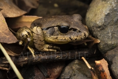 Great Barred Frog  (Mixophyes fasciolatus). At night in creek vegetation.  Cunningham's Gap, Queensland  Australia.  Cons. Status:  Nil