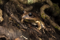Great Barred Frog  (Mixophyes fasciolatus). At night in creek vegetation.  Cunningham's Gap, Queensland  Australia.  Cons. Status:  Nil