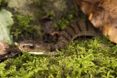 Rough-scaled Snake  (Tropidechis carinatus). Hunting at night along rainforest creek..  Cunningham's Gap, Queensland  Australia.  Cons. Status:  Nil