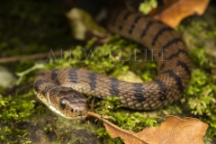 Rough-scaled Snake  (Tropidechis carinatus). Hunting at night along rainforest creek..  Cunningham's Gap, Queensland  Australia.  Cons. Status:  Nil