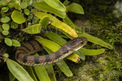 Rough-scaled Snake  (Tropidechis carinatus). Hunting at night along rainforest creek..  Cunningham's Gap, Queensland  Australia.  Cons. Status:  Nil