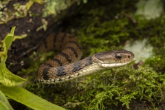 Rough-scaled Snake  (Tropidechis carinatus). Hunting at night along rainforest creek..  Cunningham's Gap, Queensland  Australia.  Cons. Status:  Nil