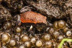 Red-backed Toadlet  (Pseudophryne coriacea). Male guarding eggs in nest under rotten log.  Border Ranges, Queensland  Australia.  Cons. Status:  Nil