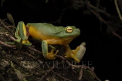Graceful Tree Frog  (Litoria gracilenta). .  Toowoomba, Queensland  Australia.  Cons. Status:  Nil