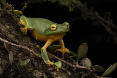 Graceful Tree Frog  (Litoria gracilenta). .  Toowoomba, Queensland  Australia.  Cons. Status:  Nil