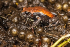 Red-backed Toadlet  (Pseudophryne coriacea). Male guarding eggs in nest under rotten log.  Border Ranges, Queensland  Australia.  Cons. Status:  Nil