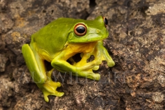 Red-eyed Tree Frog  (Litoria chloris). .  Border Ranges, Queensland  Australia.  Cons. Status:  Nil