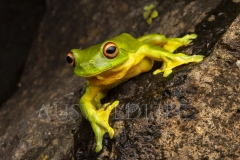 Red-eyed Tree Frog  (Litoria chloris). .  Border Ranges, Queensland  Australia.  Cons. Status:  Nil