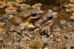 Bleating Tree Frog  (Litoria dentata). Pair in amplexus.  Border Ranges, Queensland  Australia.  Cons. Status:  Nil