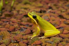 Eastern Dwarf Tree Frog  (Litoria fallax). standing on red water fern (Azolla) in shallow pond at night.  Border Ranges, Queensland  Australia.  Cons. Status:  Nil