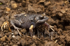 Dusky Toadlet  (Uperoleia fusca). .  Border Ranges, Queensland  Australia.  Cons. Status:  Nil