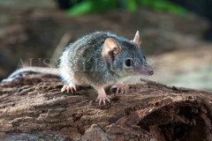 Yellow-footed Antechinus (Antechinus flavipes)