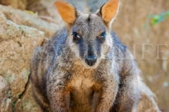 Brush-tailed Rock-wallaby (Petrogale penicillata)