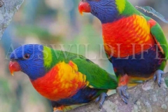 Rainbow Lorikeet, Trichoglossus haematodus, Australia