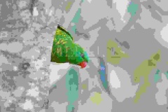 Scaly-breasted Lorikeet, Trichoglossus chlorolepidotus, Australia