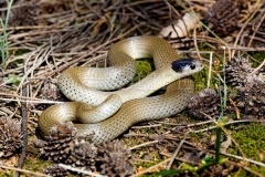 Grey Snake