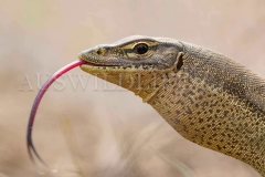 Varanus panoptes