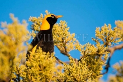 Regent Bowerbird, Sericulus chrysocephalus