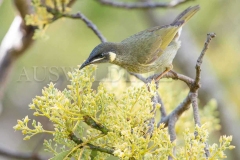 Lewin's Honeyeater, Meliphaga lewenii