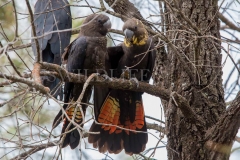 Glossy Black-Cockatoo, Calyptorhynchus lathami