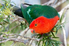 King Parrot, Alisterus scapularis