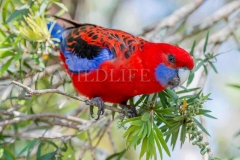 Crimson Rosella, Platycercus elegans