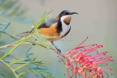 Eastern Spinebill, Acanthorhynchus tenuirostris