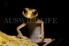 Chameleon Gecko, Australia