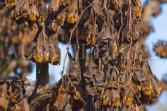 Little Red Flying Foxes, Australia
