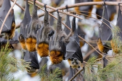 Grey-headed Flying Foxes, Australia