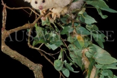 Greater Glider  (Petauroides volans)