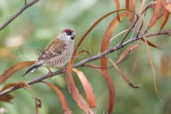 Plum-headed Finch (Neochima modesta)