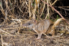 Brown Bandicoot (Isoodon macrourus)
