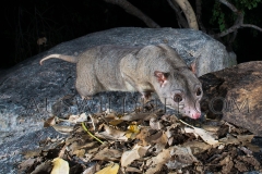 Scaly-tailed Possum or Wyulda (Wyulda squamicaudata)