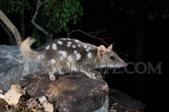 Northern Quoll (Dasyurus hallucatus)