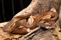 Children's Pyton (Antaresia childreni)