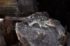 Northern Quoll (Dasyurus hallucatus)