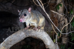Scaly-tailed Possum or Wyulda (Wyulda squamicaudata)