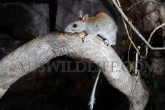 Golden-backed Tree Rat (Mesembriomys macrurus)