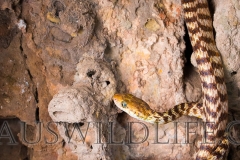 Brown Tree Snake  (Boiga irregularis)
