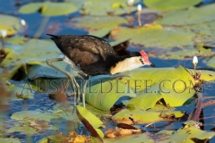 Comb-crested Jacana (Irediparra gallinacea) feeding on over a patch of water lilies Kununurra, WA  Australia