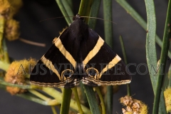 Noctuid Moth species (Grammodes ocellata)