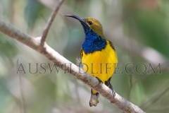 Olive-backed Sunbird (Nectarina jugularis)