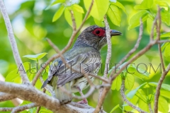 Australasian Figbird (Sphecotheres vieilloti)