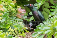 Metallic Starling (Aplornis metallica)