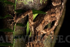 Northern Leaf-tailed Gecko (Saltuarius cornutus)