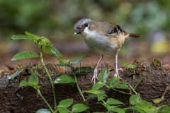 Grey-headed Robin (Heteromyias cinereiformis)