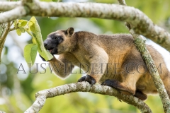 Lumholtz's Tree Kangaroo (Dendrolagus lumholtzi)