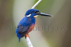 Azure Kingfisher (Ceyx azureus)